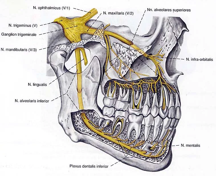 Anatomical images of nerves